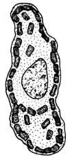 images/rhabdiferous cell.JPG